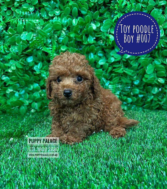 Toy Poodle Puppy – Boy.