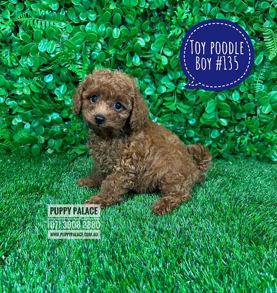 Toy Poodle Puppy – Boy.