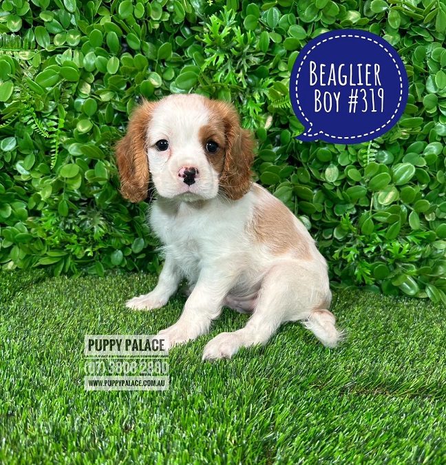 Beaglier (Beagle X Cavalier) – 1st Generation – Boy.