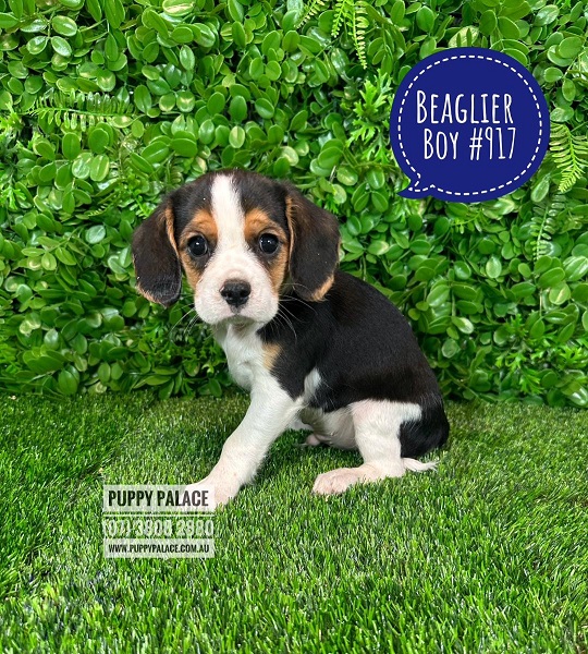 Beaglier (Beagle X Cavalier) – 1st Generation – Boy. I HAVE HAD MY 2ND VACC. VALUE $95.