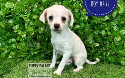 $1395 – Chihuahua X Maltese/Shih Tzu Puppies – Boy