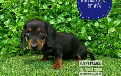$1995 – Miniature Dachshund Puppies – Boy.