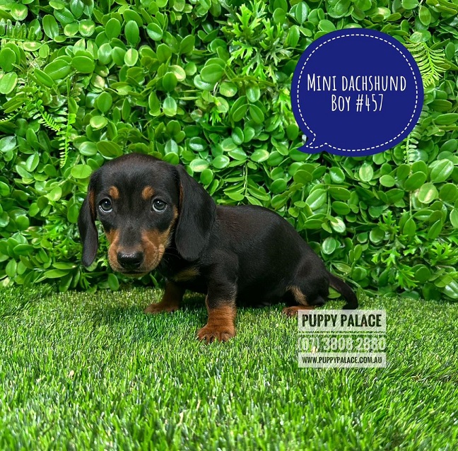 $1895 – Miniature Dachshund Puppies – Boy.