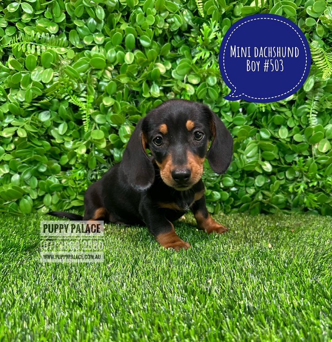 $1995 – Miniature Dachshund Puppies – Boy.