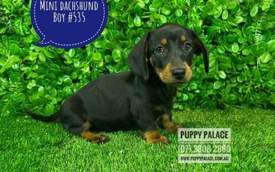 $1995 – Miniature Dachshund Puppies – Boy.