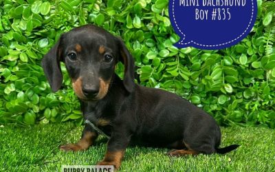 $1995 – Miniature Dachshund Puppies – Boy.