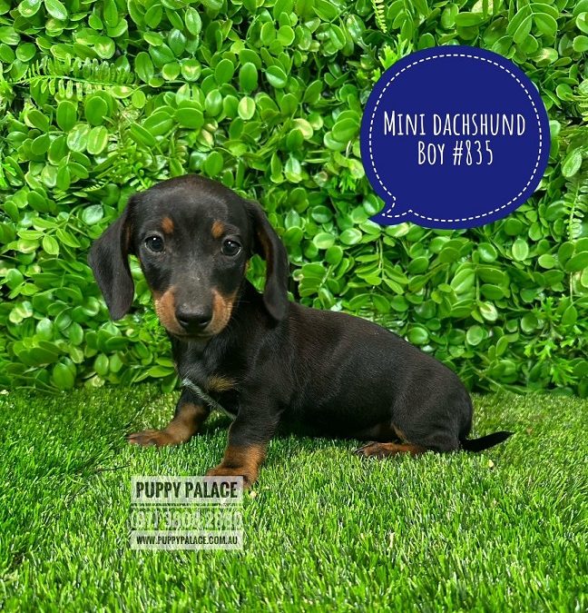 $1895 – Miniature Dachshund Puppies – Boy.