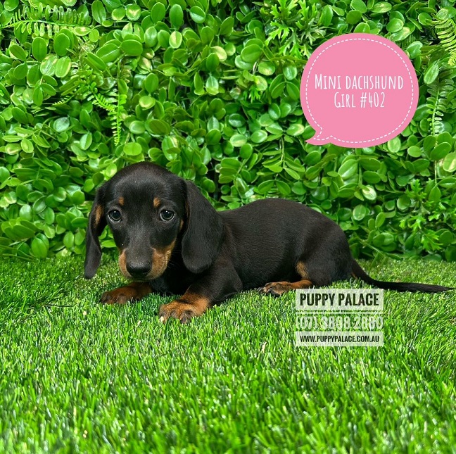 Miniature Dachshund Puppies – Girl.