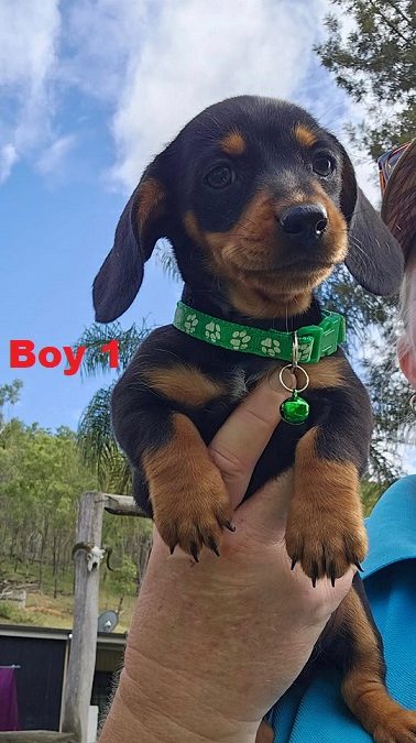 Miniature Dachshund Puppies – Boy.  I am arriving into store & available to go home on 27 February.