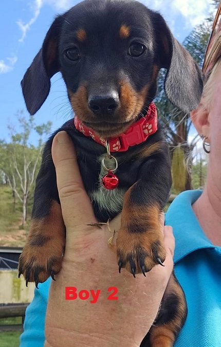 Miniature Dachshund Puppies – Boy.  I am arriving into store & available to go home on 27 February.