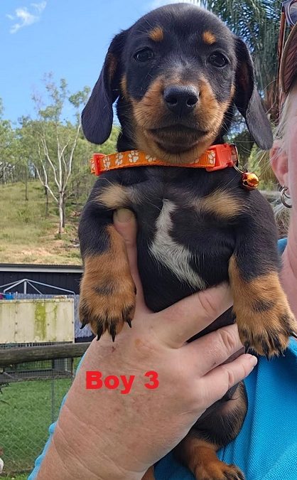 Miniature Dachshund Puppies – Boy.  I am arriving into store & available to go home on 27 February.