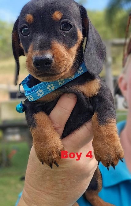 Miniature Dachshund Puppies – Boy.  I am arriving into store & available to go home on 27 February.