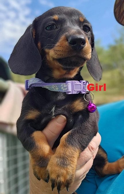 Miniature Dachshund Puppies – Girl.  I am arriving into store & available to go home on 27 February.