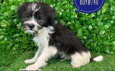 $1395 – Moodle (Maltese/Toy Poodle) X – Boy. I HAVE HAD MY 2ND VACC. VALUE $95