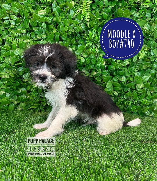 $1295 – Moodle (Maltese/Toy Poodle) X – Boy. I HAVE HAD MY 2ND VACC. VALUE $95.