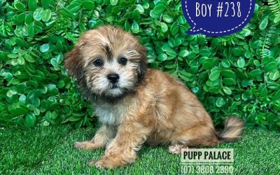 $1395 – Moodle (Maltese/Toy Poodle) X – Boy. I HAVE HAD MY 2ND VACC. VALUE $95