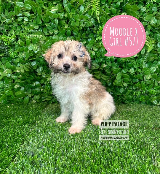 $1895 – Moodle (Maltese/Toy Poodle) X – Girl