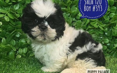 $2295 – Pure bred Shih Tzu Puppies – Boy.