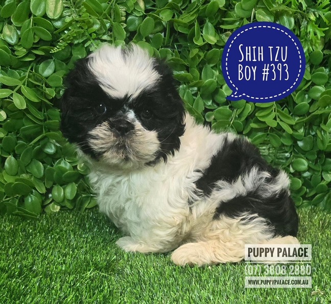 $2295 – Pure bred Shih Tzu Puppies – Boy.