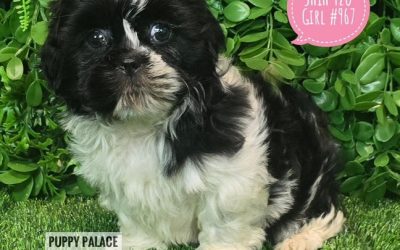 $2295 – Pure bred Shih Tzu Puppies – Girl.