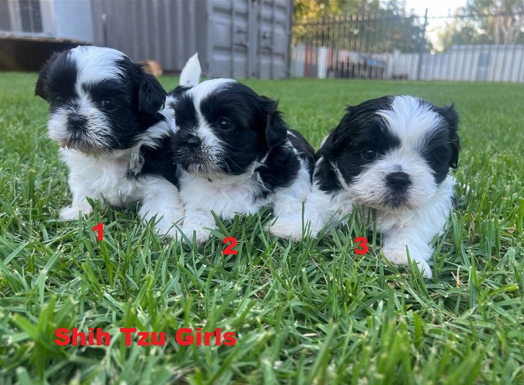 Shih Tzu Puppies – Girls. We are arriving into store at Puppy Palace Pet Shop, Underwood & Available to go home on 13 March