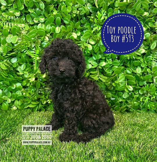 Toy Poodle – Boy.