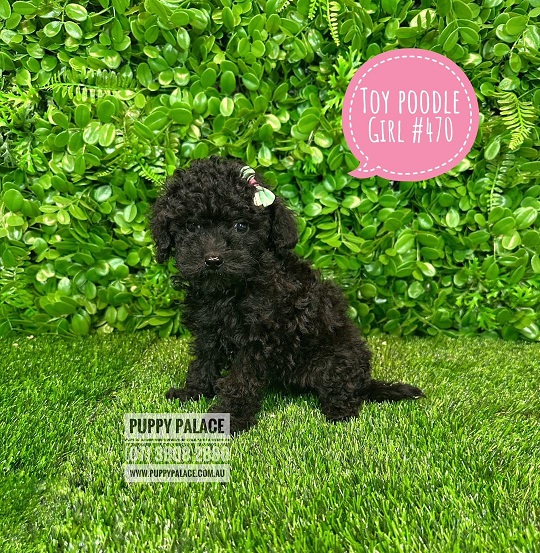 Toy Poodle – Girl.