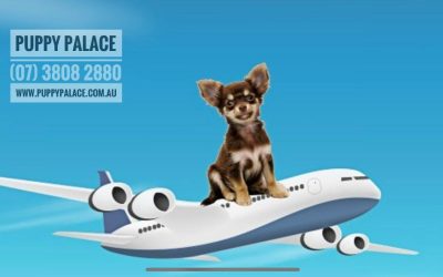 We at Puppy Palace Pet Shop (Est.1999) can also arrange to Fly your new Puppy to you in the greatest of comfort. (Within Australia Only).