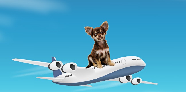 We at Puppy Palace Pet Shop (Est.1999) can also arrange to fly your new Puppy to you in the greatest of comfort. (Within Australia Only)