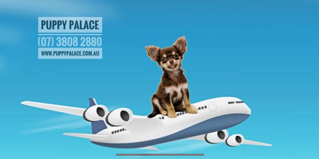 We at Puppy Palace Pet Shop (Est.1999) can also arrange to Fly your new Puppy to you in the greatest of comfort. (Within Australia Only).