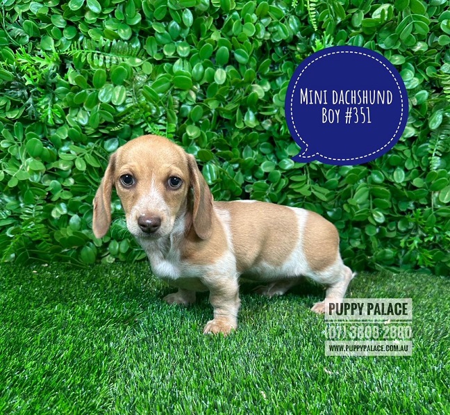 Miniature Dachshund – Boy. I am a Pied Chocolate base, I carry Cream.