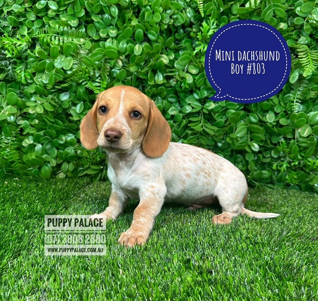 Miniature Dachshund – Boy. I am a Pied Chocolate base, I carry Cream