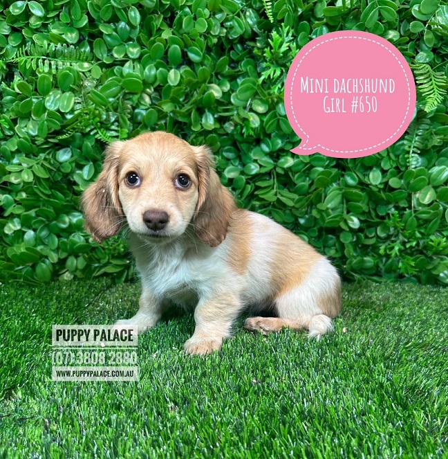 Miniature Dachshund – Girl. I am a Chocolate base Cream I carry dilute.