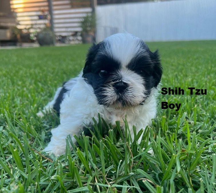 Shih Tzu Puppies – Boy. I am arriving into store at Puppy Palace Pet Shop, Underwood & Available to go home on 13 March