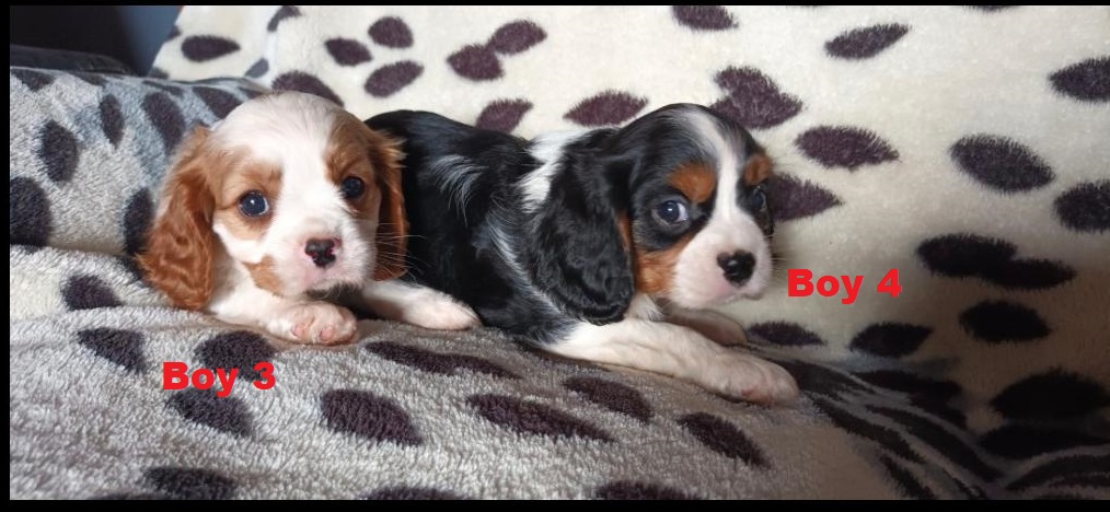 Beaglier (Beaglier X Cavalier) Puppies – Boys. We are arriving into store at Puppy Palace Pet shop, Underwood & Available to go home on 27 March