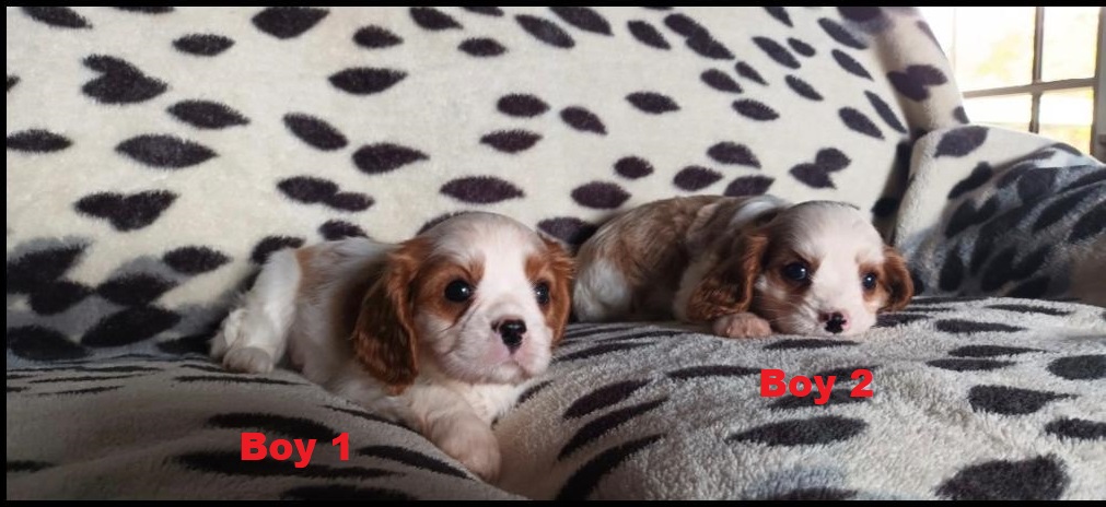 Beaglier (Beaglier X Cavalier) Puppies – Boys. We are arriving into store at Puppy Palace Pet shop, Underwood & Available to go home on 27 March