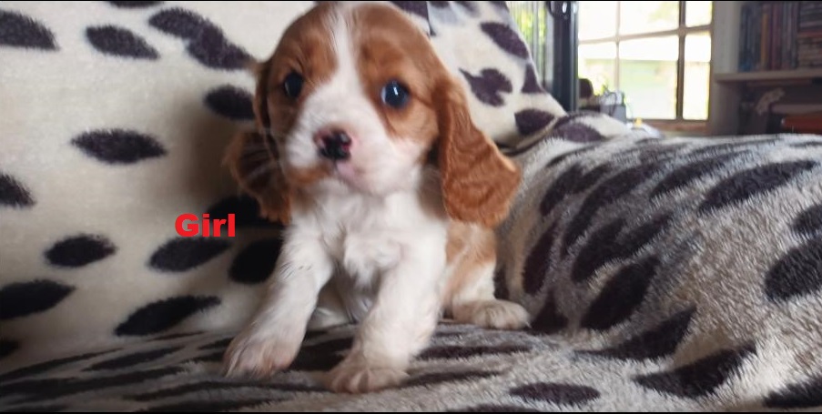 Beaglier (Beaglier X Cavalier) Puppies – Girl. I am arriving into store at Puppy Palace Pet shop, Underwood & Available to go home on 27 March