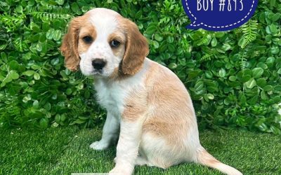 $1595 – Cavoodle / Cavapoo Puppies (Mini Cavoodle X Cavalier) – Last little Boy (Litter 1).  I HAVE ALSO HAD MY 2ND VACC. VALUE $100