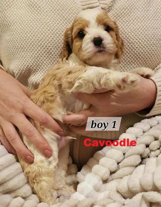 Cavoodle / Cavapoo Puppies – Boy . I am arriving into store at Puppy Palace Pet Shop, Underwood & Available to go home on 27 March