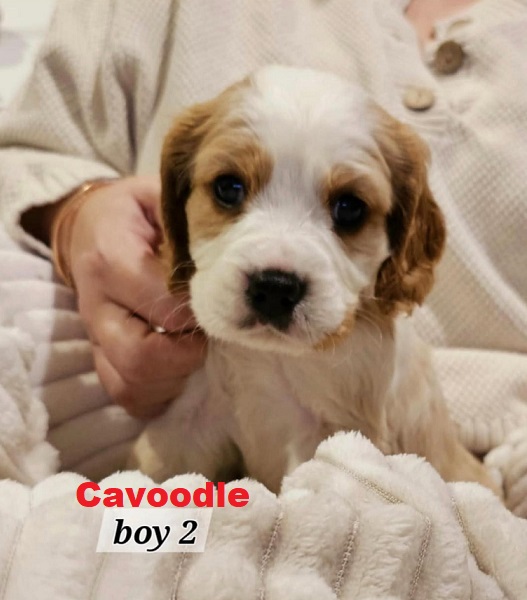 Cavoodle / Cavapoo Puppies – Boy . I am arriving into store at Puppy Palace Pet Shop, Underwood & Available to go home on 27 March