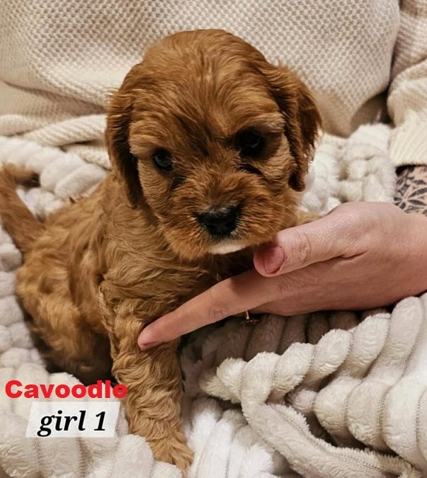 Cavoodle / Cavapoo Puppies – Girl. I am arriving into store at Puppy Palace Pet Shop, Underwood & Available to go home on 27 March