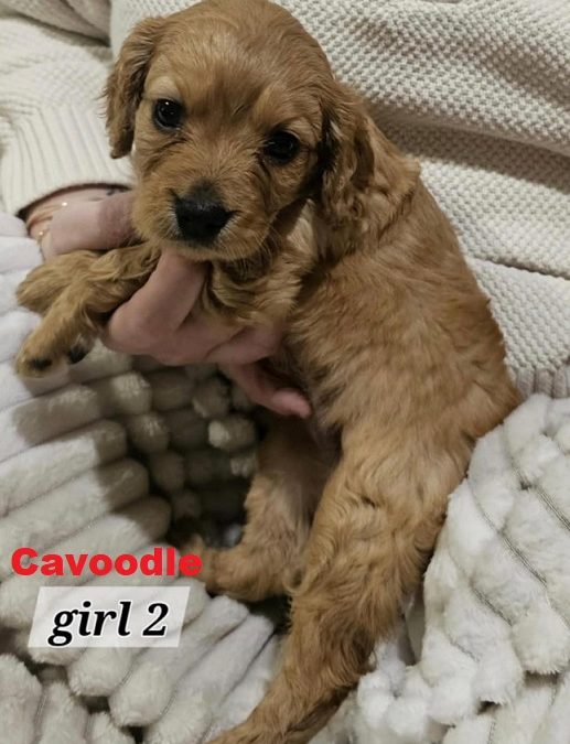 Cavoodle / Cavapoo Puppies – Girl. I am arriving into store at Puppy Palace Pet Shop, Underwood & Available to go home on 27 March