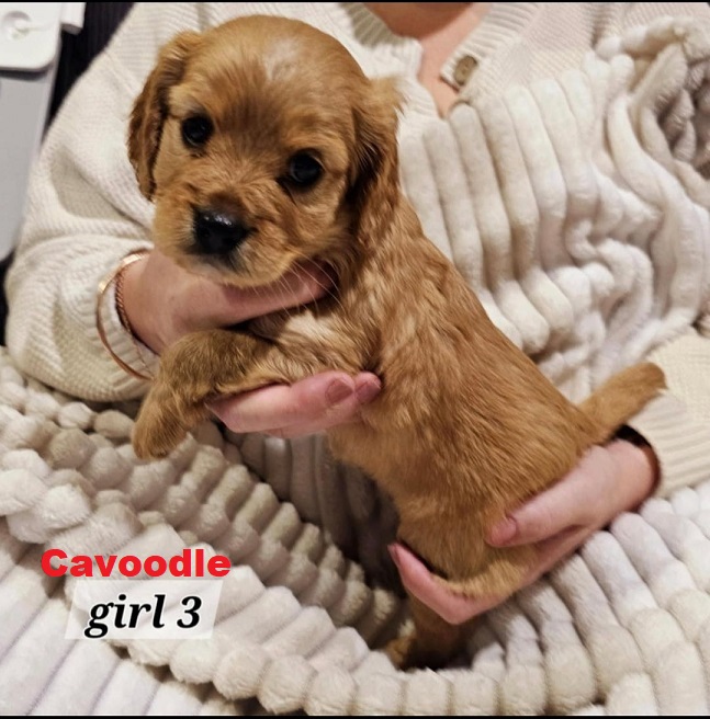 Cavoodle / Cavapoo Puppies – Girl. I am arriving into store at Puppy Palace Pet Shop, Underwood & Available to go home on 27 March