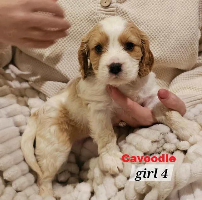 Cavoodle / Cavapoo Puppies – Girl. I am arriving into store at Puppy Palace Pet Shop, Underwood & Available to go home on 27 March