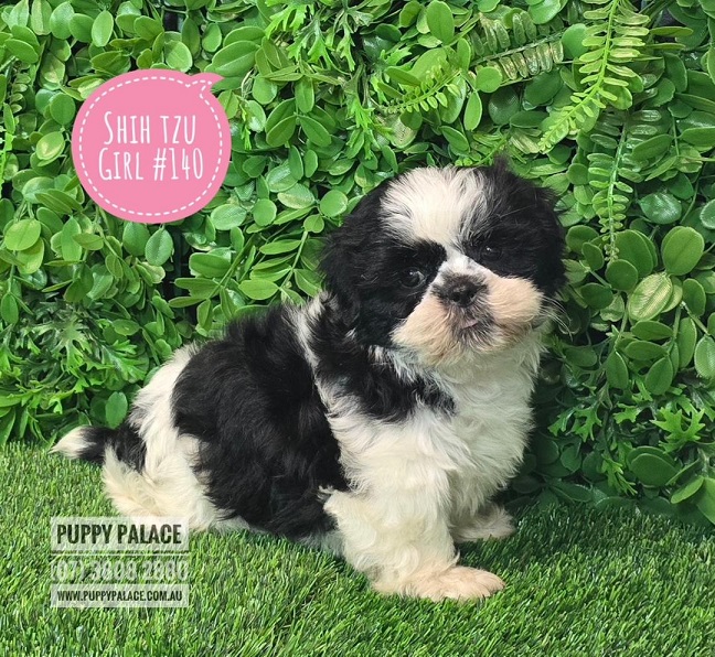 $2295 – Pure bred Shih Tzu Puppies – Girl.