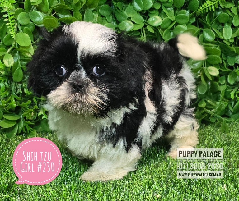 $2295 – Pure bred Shih Tzu Puppies – Girl.