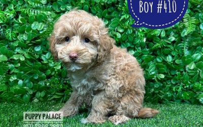 $1795 – Spoodle / Cockerpoo (Spoodle X Red Toy Poodle) – Boy.