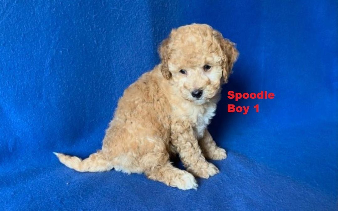 Spoodle / Cockerpoo – Boy. I am arriving into store at Puppy Palace Pet shop, Underwood & Available to go home on 3 April