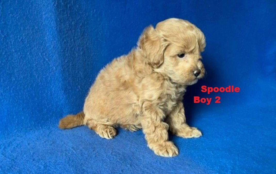 Spoodle / Cockerpoo – Boy. I am arriving into store at Puppy Palace Pet shop, Underwood & Available to go home on 3 April