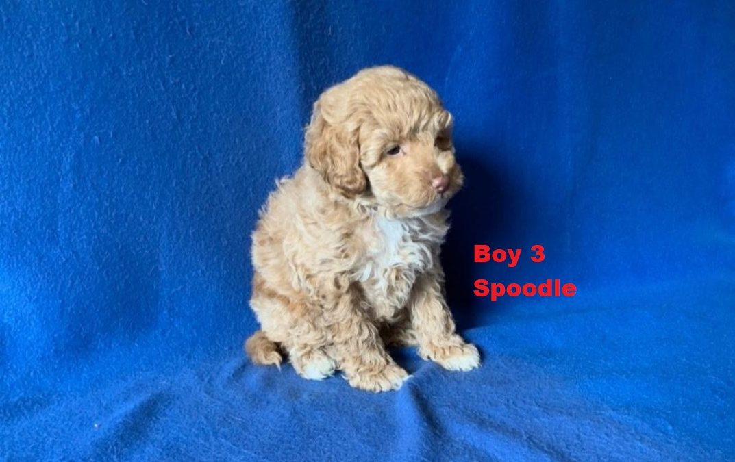 Spoodle / Cockerpoo – Boy. I am arriving into store at Puppy Palace Pet shop, Underwood & Available to go home on 3 April.